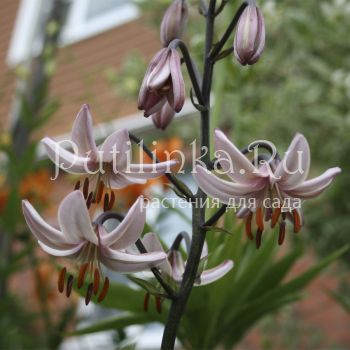 Лилия мартагон Ivorine (Lilium martagon Ivorine)