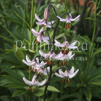 Лилия мартагон Ivorine (Lilium martagon Ivorine)