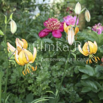 Лилия мартагон (Lilium martagon сорт уточняется)