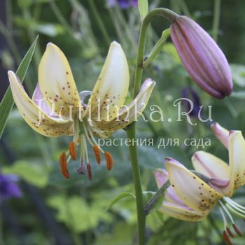 Лилия мартагон Jaunie Varti (Lilium martagon Jaunie Varti)