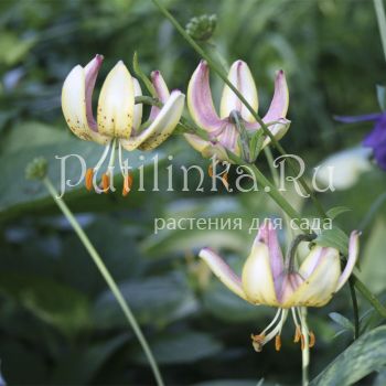 Лилия мартагон Jaunie Varti (Lilium martagon Jaunie Varti)