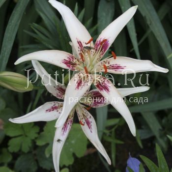 Лилия Стрекоза