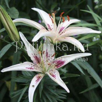 Лилия Стрекоза