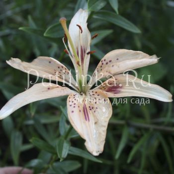 Лилия Фреска