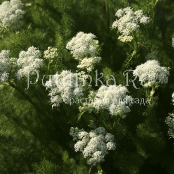 Меум атамантовый (M. athamanticum)