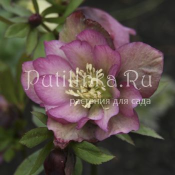 Морозник восточный Double Ellen Pink (Helleborus orientalis Double Ellen Pink)