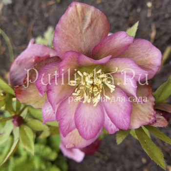 Морозник восточный Double Ellen Pink (Helleborus orientalis Double Ellen Pink)