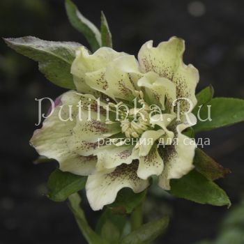 Морозник восточный Double Ellen Yellow Spotted (Helleborus orientalis Double Ellen Yellow Spotted)