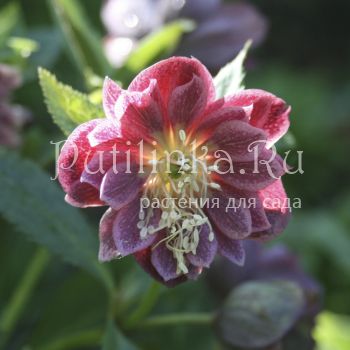 Морозник восточный Double Ellen Red (Helleborus orientalis Double Ellen Red)