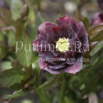 Морозник восточный Double Ellen Red (Helleborus orientalis Double Ellen Red)