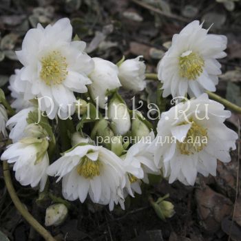 Морозник черный Double Fashion (Helleborus niger Double Fashion)