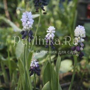 Мускари Латифолиум (Muscari latifolium)