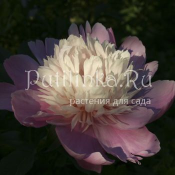 Пион Lady Liberty (Paeonia Lady Liberty)