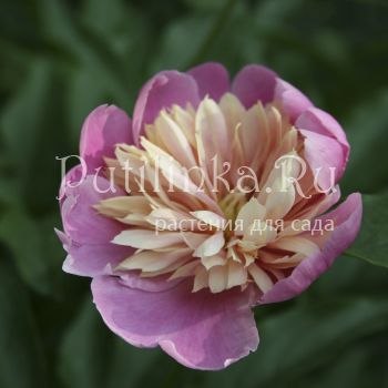 Пион Lady Liberty (Paeonia Lady Liberty)