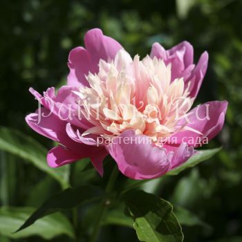 Пион Lady Liberty (Paeonia Lady Liberty)