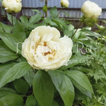 Пион Ballerina (Paeonia Ballerina)