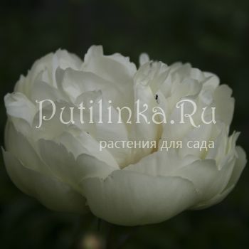 Пион Ballerina (Paeonia Ballerina)