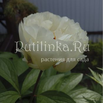 Пион Ballerina (Paeonia Ballerina)