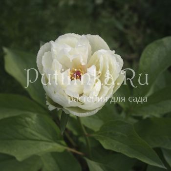 Пион Ballerina (P. Ballerina)