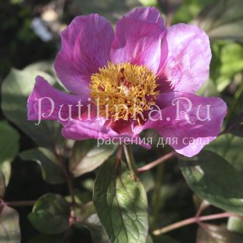 Пион кавказский краснолистная форма (Paeonia caucasica)