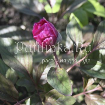 Пион кавказский краснолистная форма (Paeonia caucasica)