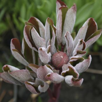 Пион кавказский краснолистная форма (Paeonia caucasica)