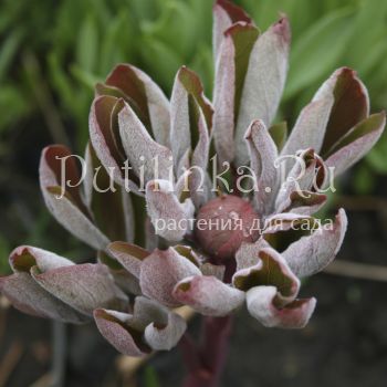 Пион кавказский краснолистная форма (Paeonia caucasica)