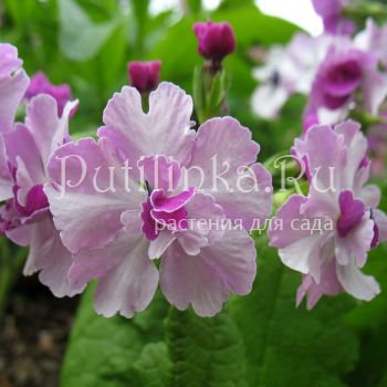 Примула Зибольда Flamenco (Primula sieboldii Flamenco)