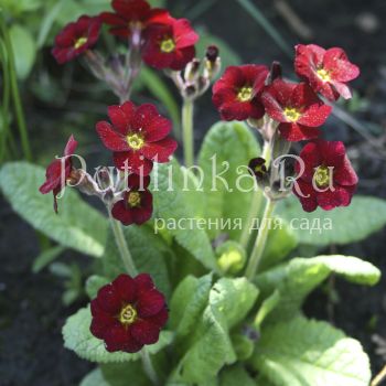 Примула полиантовая Красная-Прекрасная (Primula polyanthus Константинова Н)