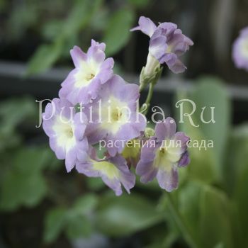 Примула ушковая Primula auricula)