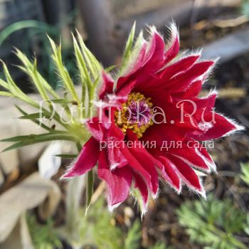 Прострел обыкновенный Papageno Red (Pulsatilla vulgaris Papageno Red)