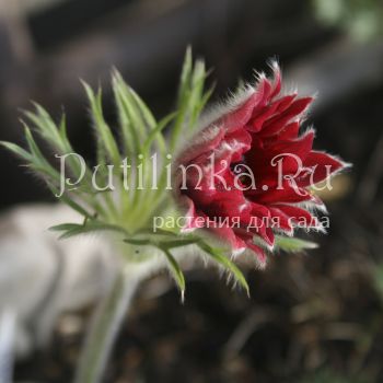 Прострел обыкновенный Papageno Red (Pulsatilla vulgaris Papageno Red)