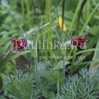 Прострел обыкновенный Papageno Red (Pulsatilla vulgaris Papageno Red)