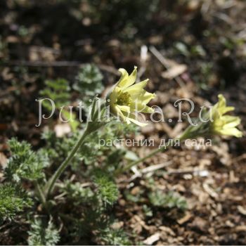 Прострел албанский (Pulsatilla albana)