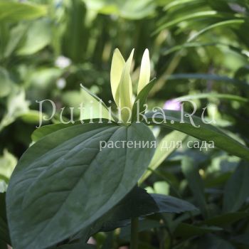 Триллиум желтый (Trillium luteum)