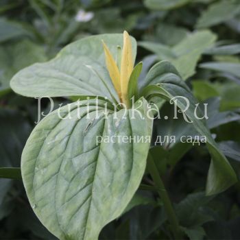 Триллиум желтый (Trillium luteum)