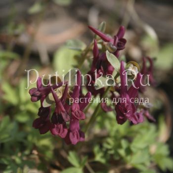 Хохлатка плотная Отелло (Corydalis  solida Отелло)