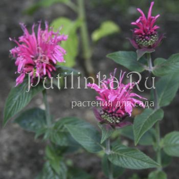 Монарда Bee-Pretty (Monarda Bee-Pretty)