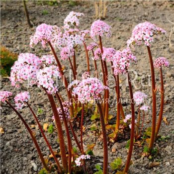 Дармера щитовидная (D. peltata)
