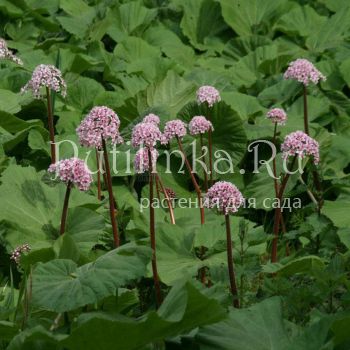 Дармера щитовидная (D. peltata)