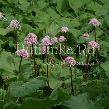 Дармера щитовидная (Darmera peltata)