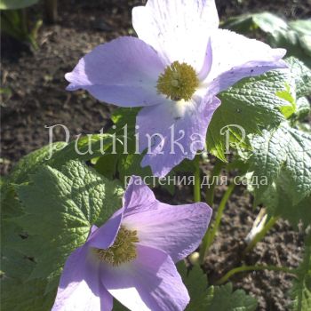 Глауцидиум пальчатый (Glaucidium palmatum)