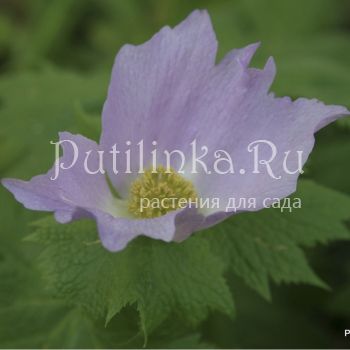 Глауцидиум пальчатый (Glaucidium palmatum)