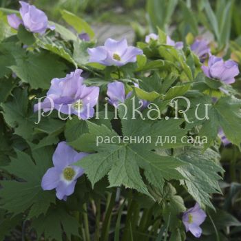 Глауцидиум пальчатый (Glaucidium palmatum)