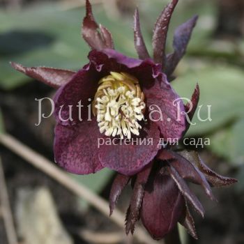 Морозник восточный Spring Princess (Helleborus х orientalis Spring Princess)