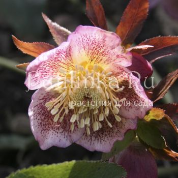 Морозник восточный Spring Angel (H. orientalis Spring Angel)