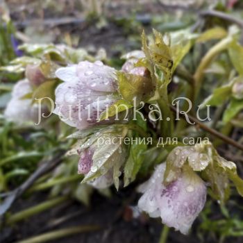 Морозник восточный Spring Angel (H. orientalis Spring Angel)