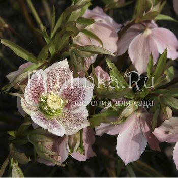 Морозник восточный Spring Angel (H. orientalis Spring Angel)
