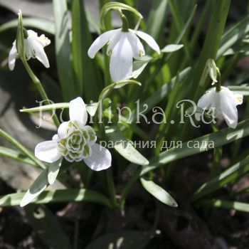 Подснежник махровый (Galanthus nivalis Flore Pleno)