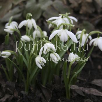 Подснежник махровый (Galanthus nivalis Flore Pleno)